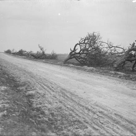 Alberi abbattuti dai tedeschi sulla strada principale da Vendelles a Vermand, il 25 aprile 1917.© IWM (Q 2093)