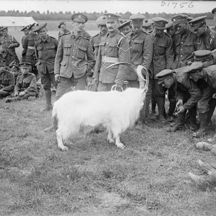 La capra bianca  mascotte del 2 ° battaglione, gallese fucilieri, fotografata a Cavillon, il 18 luglio 1917. © IWM © IWM (Q 5691)