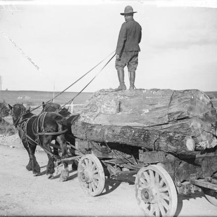 Un boscaiolo americano alla guida di un carico di tronchi d'albero lungo una strada vicino ad Arras, il 17 ottobre 1917. © IWM (Q 6084)