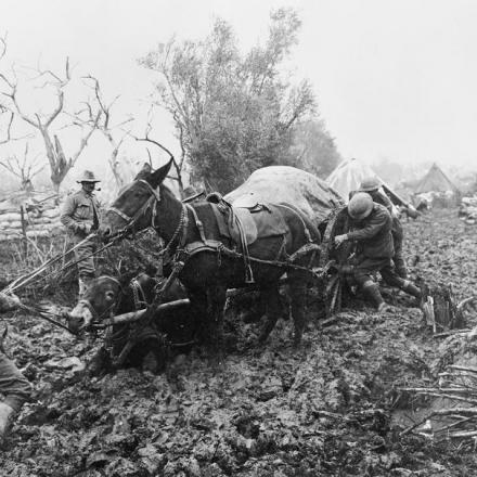 Una squadra di muli del 1 ° Corpo Anzac è rimasta bloccata nel fango alla fattoria Potijze. © IWM (E(AUS) 962)