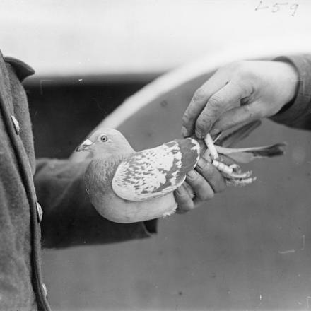 Un Royal Engineer rimuove un messaggio dal vettore attaccato alla gamba di un piccione viaggiatore, vicino a Dickebusch, 27 dicembre 1917.© IWM (Q 8389)