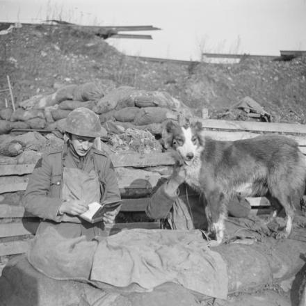 Un cane da trincea del 5 ° battaglione, aspetta che un ufficiale completi la nota che sta scrivendo; Cuinchy 26 gennaio 1918. © IWM Q 6476
