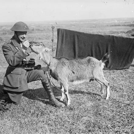 Un ufficiale della Royal Garrison Artillery con la capra mascotte della batteria a Monchy-le-Preux, 18 marzo 1918.© IWM (Q 10744)