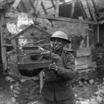 Soldato con una gabbia di canarini di una casa in rovina a St. Venant, 15 aprile 1918. © IWM (Q 10903)