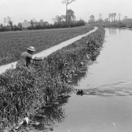 Cane staffetta che nuota attraverso un canale per consegnare un messaggio a un conduttore di cani dei Royal Engineers in attesa sulla riva. Army Veterinary Corps vicino a Nieppe Wood, 19 maggio 1918. © IWM 