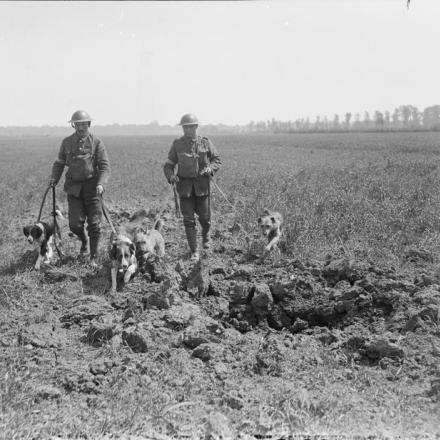 Addestratori dei Royal Engineers che addestrano cani porta messaggi vicino a Nieppe Wood, 19 maggio 1918. © IWM 