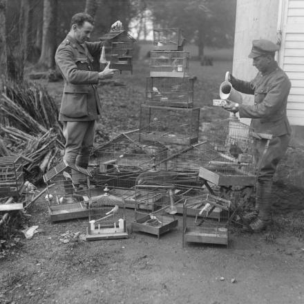 Un ufficiale e uno dei suoi soldati curano i canarini soccorsi nell'area di guerra. Neulette, 7 maggio 1918.  © IWM (Q 10949)