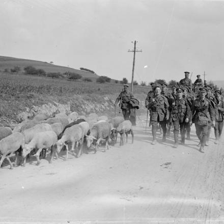 La terza battaglia dell'Aisne. La fanteria britannica si ritira da Verneuil guidando un gregge di pecore davanti a loro. Verneuil, 29 maggio 1918. © IWM (Q 6691)