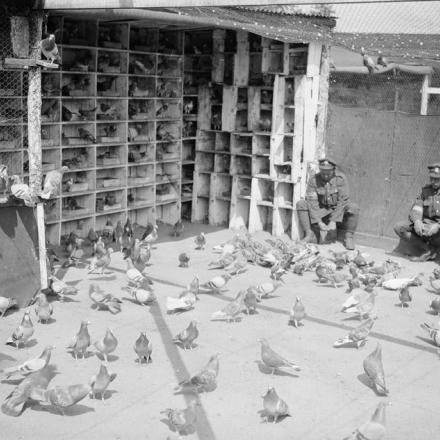 Soldati dei Royal Engineers che alimentano piccioni viaggiatori nei recinti di riproduzione di Sorrus, il 2 giugno 1918