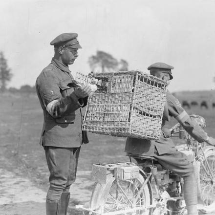 Motociclista dei Royal Engineers (Segnali) con un cesto sulla schiena, in cui quattro piccioni devono essere portati dalle gabbie di Sorrus alla prima linea, il 2 giugno 1918