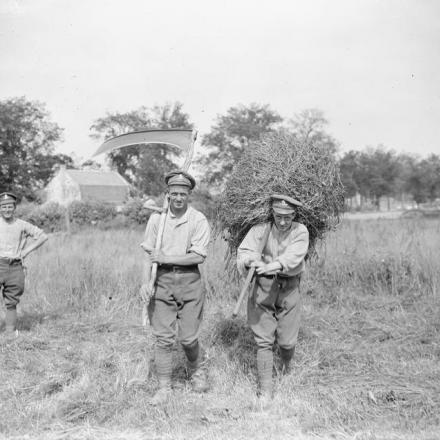 Fucilieri che tagliano l’erba per i loro cavalli. Arras, 14 giugno 1918. © IWM (Q 6702)