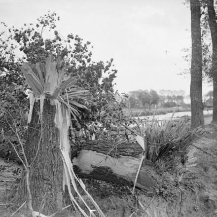 L'effetto di un colpo diretto su un albero. Carvin, 18 giugno 1918. © IWM (Q 6717)