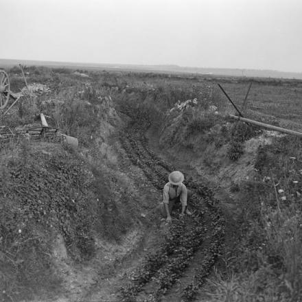 Soldato della Direzione della Produzione Agricola che cura il sedano che cresce lungo il fondo di una vecchia trincea di comunicazione. Vimy Ridge, 15 agosto 1918. © IWM (Q 9782)