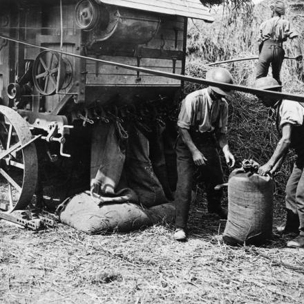 I soldati della direzione della produzione agricola legano sacchi di mais riempiti da una trebbiatrice. Vicino ad Amiens, il 16 agosto 1918.