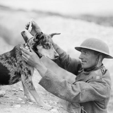 Sergente della sezione Segnali dei Royal Engineers che inserisce un messaggio nel cilindro attaccato al collare di un cane staffetta ad Etaples, il 28 agosto 1918. © IWM (Q 9276)