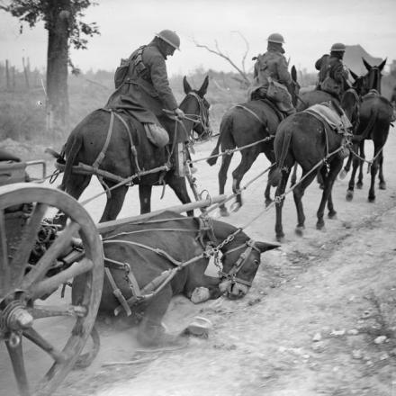 Battaglia della linea Drocourt-Queant. Il mulo di una squadra leggera colpito da una scheggia di granata vicino al villaggio di Remy, il 2 settembre 1918.© IWM (Q 7031)