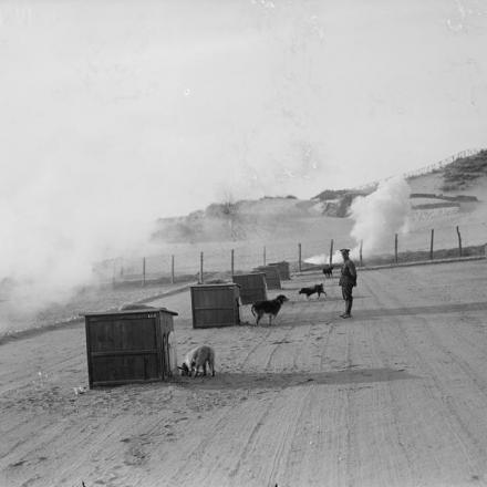 Giornalisti assistono a una dimostrazione del Servizio Cani Staffetta a Etaples, il 6 settembre 1918. Durante l'allenamento, vicino ai cani sono state provocate delle esplosioni. © IWM (Q 11305)