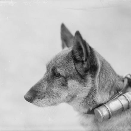Un cane messaggero con il cilindro di latta in cui è trasportato il messaggio. © IWM (Q 9278)