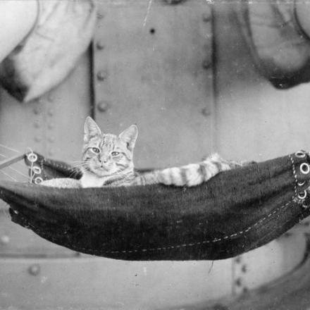 La mascotte dell'incrociatore  HMS REPULSE. Un gatto chiamato a volte "Ginger" a volte "Sandy" giace su un'amaca appositamente realizzata. © IWM (HU 99090)