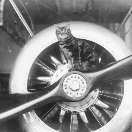 Pincher, la mascotte di HMS VINDEX seduto sull'elica di un Sopwith Camel trasportato dalla nave. © IWM (Q 73724)
