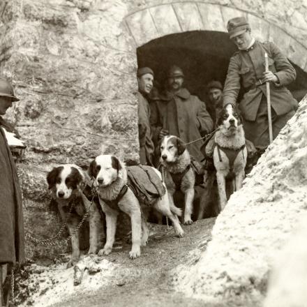 Cani da soccorso alpino dell'esercito italiano. Fonte: Archivio Corbis