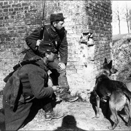 Cani addestrati per individuare i soldati feriti