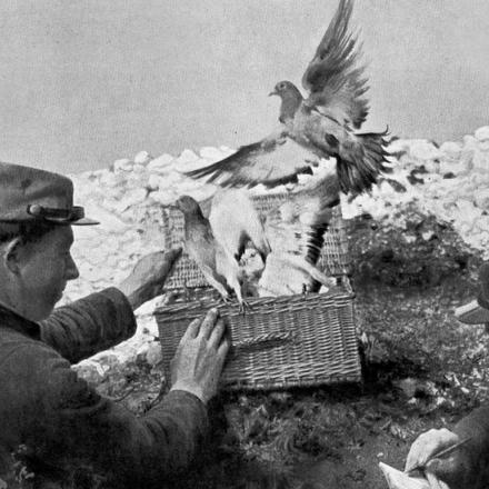 Piccioni viaggiatori