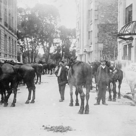 Parigi, 7 agosto 1914 - Requisizione dei cavalli