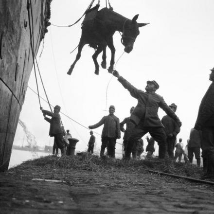 Arrivo di un mulo tra le truppe italiane a Salonicco - Fonte: © IWM (Q 32504)