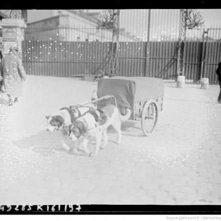 Parigi. Cani militari trasportano la zuppa 26 aprile 1917 (BNF Gallica)