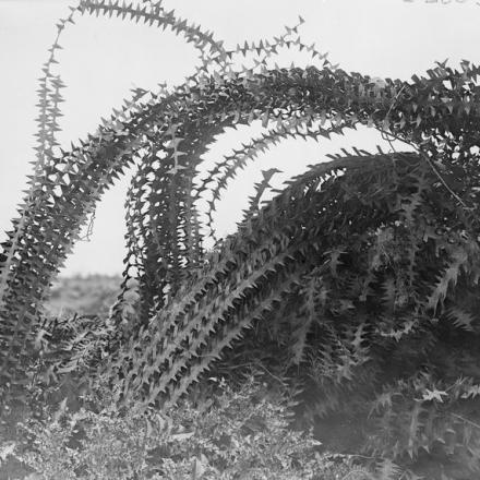 Intreccio di filo spinato tedesco vicino ad Arras, il 21 giugno 1917.© IWM (Q 2548)