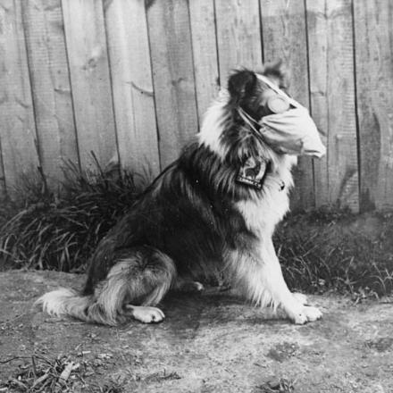 Un cane che indossa una maschera antigas e occhiali antigas al canile militare di Roesbrugge. © IWM Q 54993