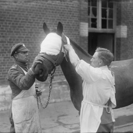 Cure al muso di un cavallo ferito; ospedale veterinario n. 23, St. Omer, il 16 aprile 1918. © IWM (Q 10908)