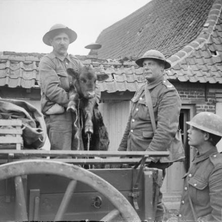 La battaglia di Lys (operazione Georgette). Soldati britannici con un vitello salvato vicino a Haverskerque, il 1 ° maggio 1918.© IWM (Q 6572).