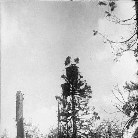 Un albero nella foresta di Houthulst utilizzato come punto di osservazione dell'esercito tedesco. © IWM Q 45516