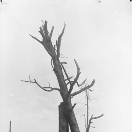 Nulla di fatto nelle offensive: solo un panorama scheletrico e una quercia morta in modo assurdo. Argonne, agosto 1915. © IWM Q 42249