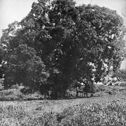 Africa orientale. Grandi alberi da ombra (manghi) a Redhill Camp, vicino a Kilwa. Qui la Brigata nigeriana sostò alcuni giorni tra fine agosto e inizio di settembre 1917. © IWM (Q 15375)