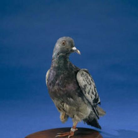 Il corpo imbalsamato del piccione Cher Ami custodito al National Museum of American History. Benchè ferita dal fuoco tedesco riuscì a portare un messaggio al QG americano e consentì di salvare 194 dei 575 uomini del "battaglione perduto" (77a divisione) rimasti intrappolati dal 3 ottobre nelle Argonne. Cher Ami Venne insignita con la Croix de guerre e la medaglia Oak Leaf Cluste.  Photo by Armed Forces History